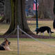 First dogs Champ and Major Biden are seen on the South Lawn of the White House in Washington, DC, on January 25, 2021.